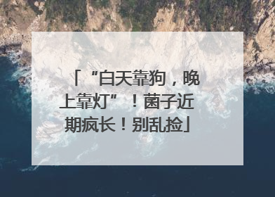 “白天靠狗，晚上靠灯”！菌子近期疯长！别乱捡