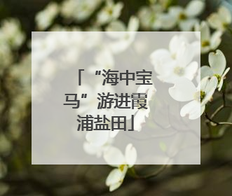 “海中宝马”游进霞浦盐田