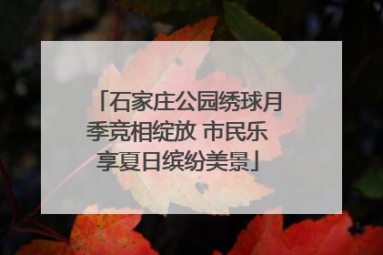 石家庄公园绣球月季竞相绽放 市民乐享夏日缤纷美景