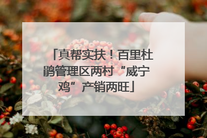 真帮实扶！百里杜鹃管理区两村“威宁鸡”产销两旺