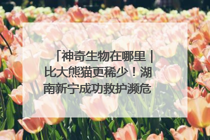 神奇生物在哪里｜比大熊猫更稀少！湖南新宁成功救护濒危鸟类海南鳽