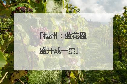 福州：蓝花楹盛开成一景