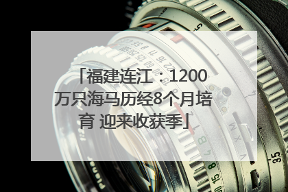 福建连江：1200万只海马历经8个月培育 迎来收获季