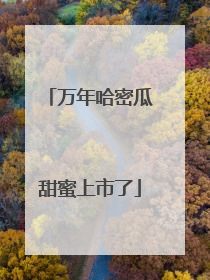 万年哈密瓜甜蜜上市了