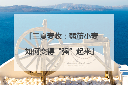 三夏麦收：弱筋小麦如何变得“强”起来