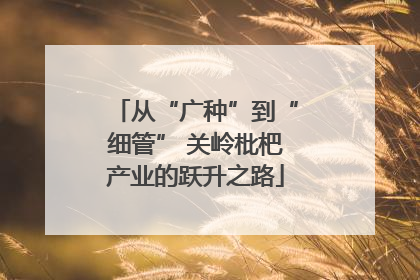 从“广种”到“细管” 关岭枇杷产业的跃升之路