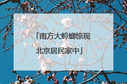 南方大蟑螂惊现北京居民家中
