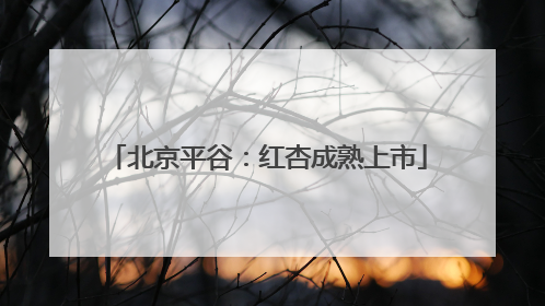 北京平谷：红杏成熟上市