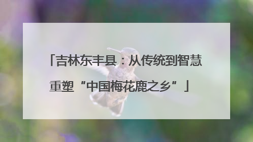 吉林东丰县：从传统到智慧重塑“中国梅花鹿之乡”