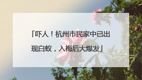 吓人！杭州市民家中已出现白蚁，入梅后大爆发