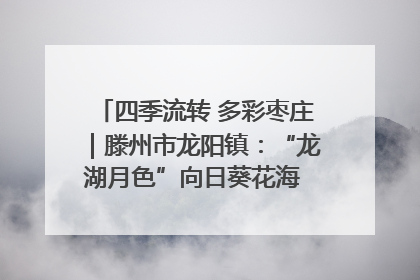 四季流转 多彩枣庄｜滕州市龙阳镇：“龙湖月色”向日葵花海 绘就乡村振兴新画卷
