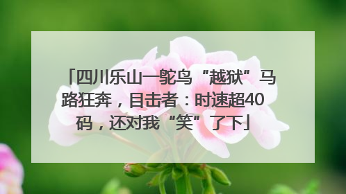 四川乐山一鸵鸟“越狱”马路狂奔，目击者：时速超40码，还对我“笑”了下