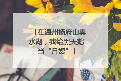 在温州杨府山奥水湖，我给黑天鹅当“月嫂”