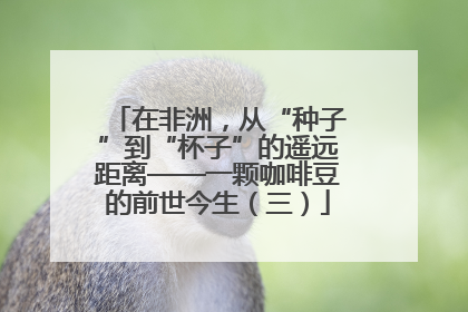 在非洲，从“种子”到“杯子”的遥远距离——一颗咖啡豆的前世今生（三）