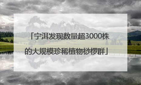 宁洱发现数量超3000株的大规模珍稀植物桫椤群