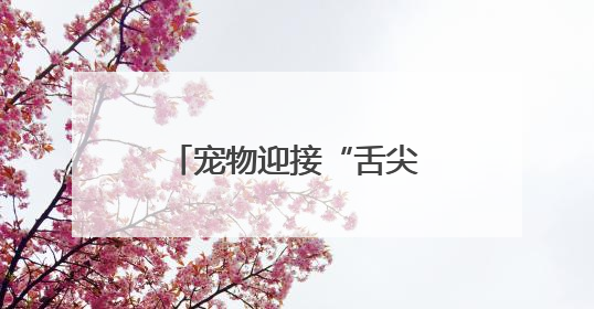 宠物迎接“舌尖上的端午” “宠物粽子”受喜爱