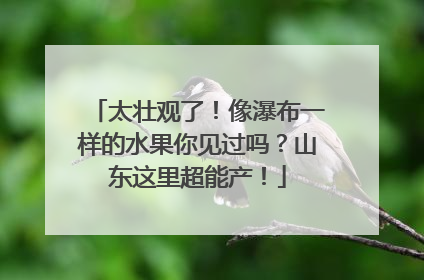 太壮观了！像瀑布一样的水果你见过吗？山东这里超能产！