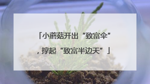 小蘑菇开出“致富伞”，撑起“致富半边天”
