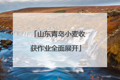 山东青岛小麦收获作业全面展开