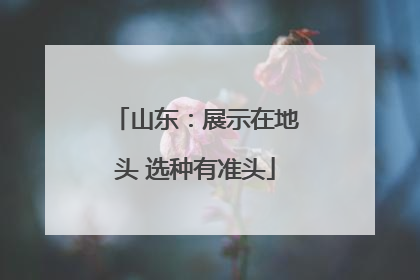 山东：展示在地头 选种有准头