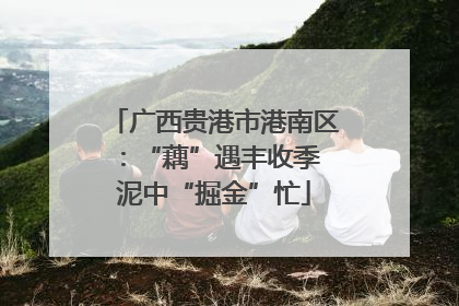 广西贵港市港南区：“藕”遇丰收季 泥中“掘金”忙