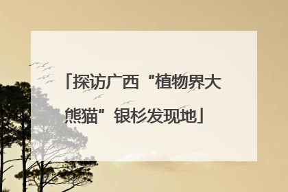 探访广西“植物界大熊猫”银杉发现地