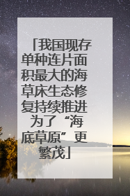 我国现存单种连片面积最大的海草床生态修复持续推进 为了“海底草原”更繁茂
