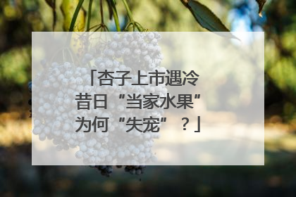 杏子上市遇冷 昔日“当家水果”为何“失宠”？