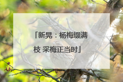 新晃：杨梅缀满枝 采梅正当时