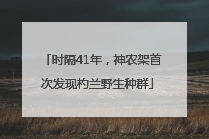 时隔41年，神农架首次发现杓兰野生种群