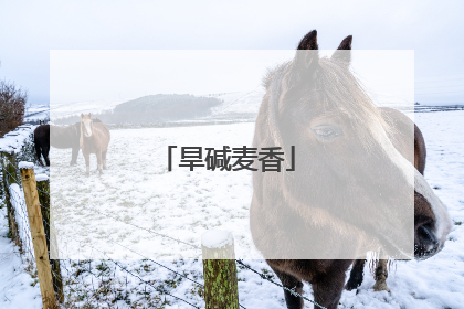 旱碱麦香
