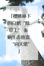 樱桃林下的白鹅“除草工” 奏响生态致富“向天歌”