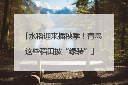 水稻迎来插秧季！青岛这些稻田披“绿装”