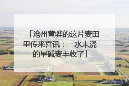 沧州黄骅的这片麦田里传来喜讯：一水未浇的旱碱麦丰收了