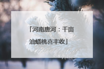 河南唐河：千亩油蟠桃喜丰收