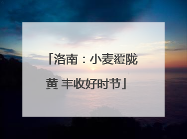 洛南：小麦覆陇黄 丰收好时节