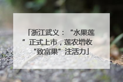 浙江武义：“水果莲”正式上市，莲农增收“致富果”注活力