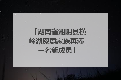 湖南省湘阴县横岭湖麋鹿家族再添三名新成员