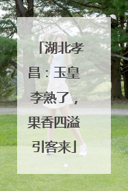 湖北孝昌：玉皇李熟了，果香四溢引客来