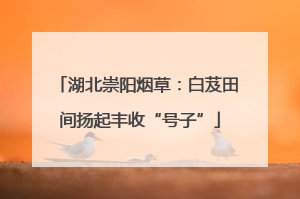 湖北崇阳烟草：白芨田间扬起丰收“号子”