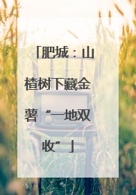 肥城：山楂树下藏金薯“一地双收”