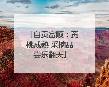 自贡富顺：黄桃成熟 采摘品尝乐翻天