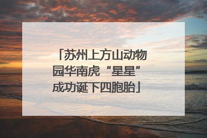 苏州上方山动物园华南虎“星星”成功诞下四胞胎