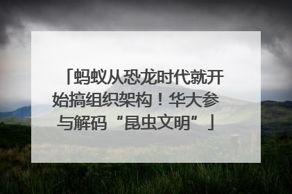 蚂蚁从恐龙时代就开始搞组织架构！华大参与解码“昆虫文明”