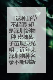 这种野草不起眼 却是深圳新物种 密穗砖子苗现身光明，近年来深圳物种名录不断刷新