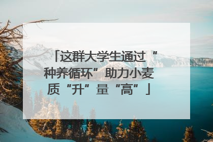 这群大学生通过“种养循环”助力小麦质“升”量“高”