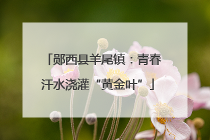 郧西县羊尾镇：青春汗水浇灌“黄金叶”