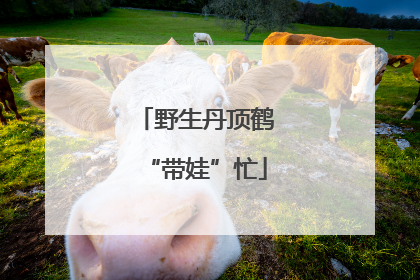 野生丹顶鹤“带娃”忙