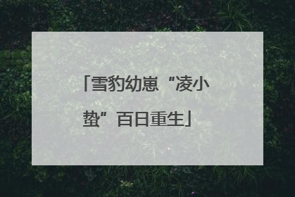 雪豹幼崽“凌小蛰”百日重生