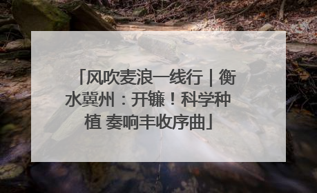 风吹麦浪一线行｜衡水冀州：开镰！科学种植 奏响丰收序曲
